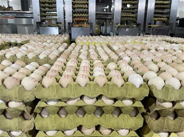 淘工厂开始卖生鲜鸡蛋了湖北蛋王入驻21天共卖出了500万颗