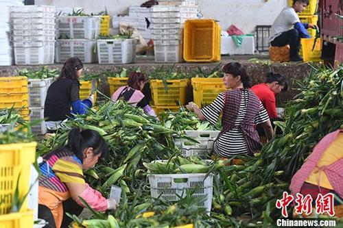 中农办谈贫困地区农产品售卖难:让农民跟着市场走
